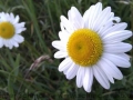 2011_05_12_dahlerau_imag0487_web