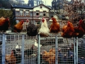 031_Heimat_001.jpg